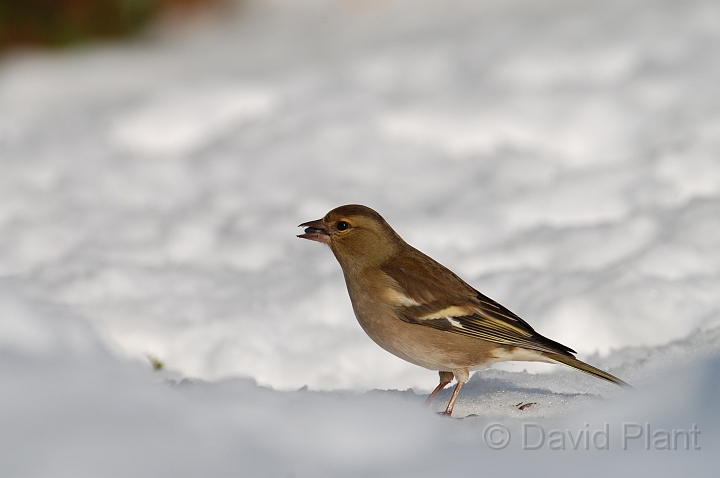 Chaffinch female - E.jpg - Chaffinch, female in the snow - Gloucestershire